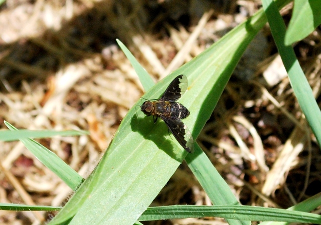 Bombyliidae da identificare